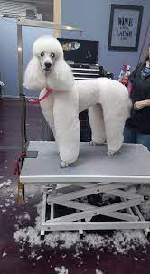 Hair Of The Dog Grooming Salon