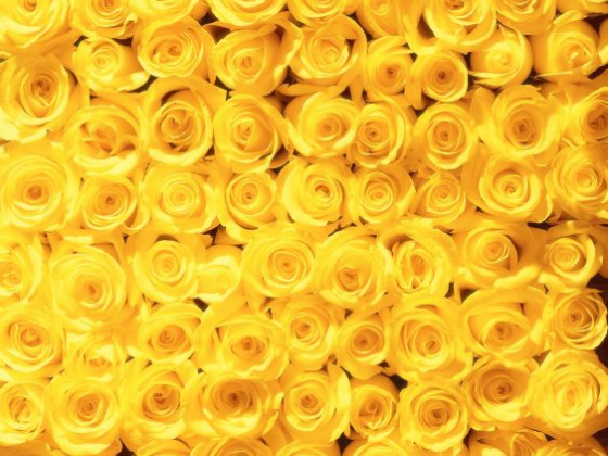 DiBella Flowers & Gifts