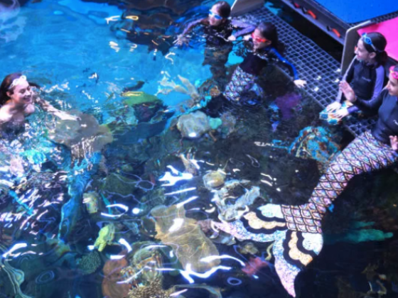 Silverton Mermaid School